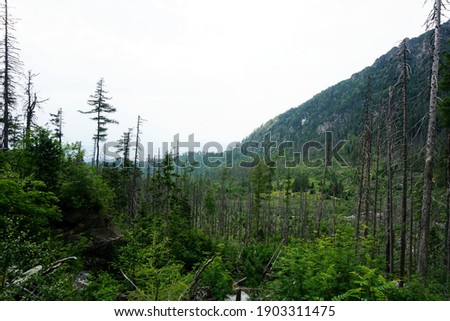  Forest with storm-damaged trees in the High Tatras Valley, Slovakia                              