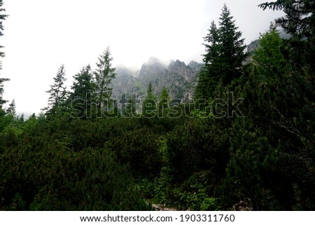  Forest with storm-damaged trees in the High Tatras Valley, Slovakia                              