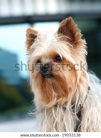 Portrait of a yorkshire terrier on a walk in the city