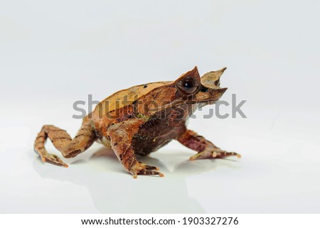 The long-nosed horned frog Megophrys nasuta isolated on white Background

 Royalty-Free Stock Photo #1903327276