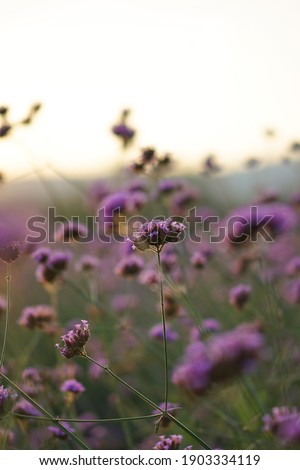 Background image of Verbena flower garden in the hill with sunset flare. Refreshing hard working life with nice nature.