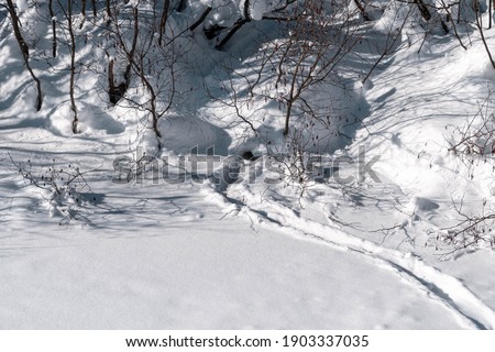 Otter slide,track coming from under a river bank in deep snow. 