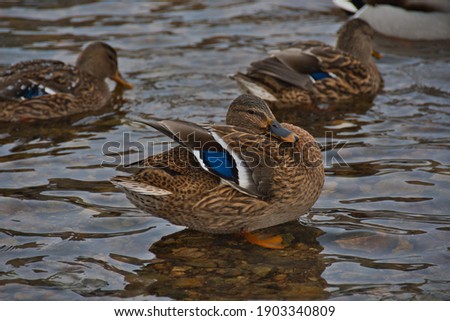 The Mallard, which did not fly to the south, stopped and ruffled after swimming in the frost, showing the beauty of its forms and plumage.