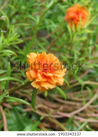 Orange purslane in the garden                                                       