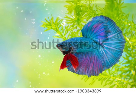 fighting fish,Multi color Siamese fighting fish(halfmoon),Betta splendens,on nature background with clipping path