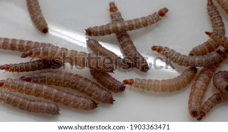 Small worms found in dry dog Kibble measuring about 1cm in length