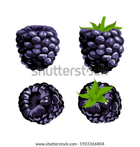 Raspberry with whole and slice of raspberry with green tail lisolated on white background, vector illustration. Royalty-Free Stock Photo #1903366804
