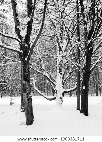 winter wonderland in a forrest with snow covered trees and branches in black and white, could be used as a background or print 