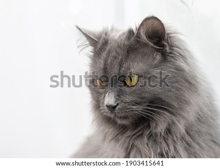 Gray fluffy cat close up on a light background