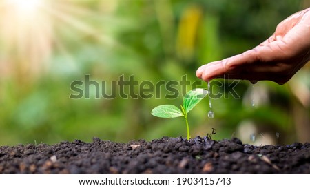 Farmer's hand planting, watering young plants in green background, concept of natural plant seeding and growing. Royalty-Free Stock Photo #1903415743