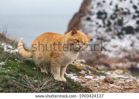 A fluffy cute red cat sits in the snow. In the background the sea