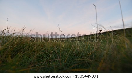 Grassy details as the sunsets slowly