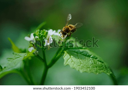 honey bee, spring background. a bee drinks nectar from a flower. green leaves and small white forest flowers. bee on flowers, natural blurred green background. bee close up