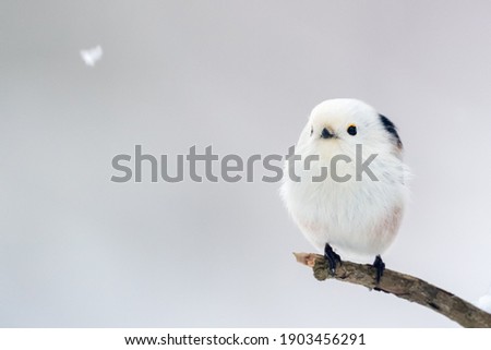 long-tailed tit is white-toned little bird Royalty-Free Stock Photo #1903456291