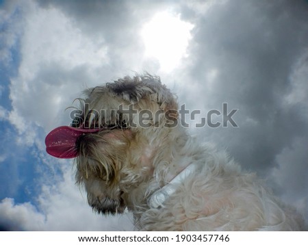 Partial view of a white Shitzu dog seen from below with his tongue hanging out and the blue sky with clouds in the background.