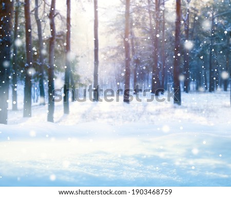 Beautiful fluffy snow in forest. Winter season 