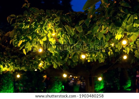 illumination holiday lights garden with electric garland bulbs of warm light on tree branches evening illuminate night scene of outdoor landscaped park nobody. Royalty-Free Stock Photo #1903480258