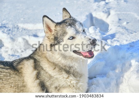 Husky dog plays in the snow on a sunny winter day