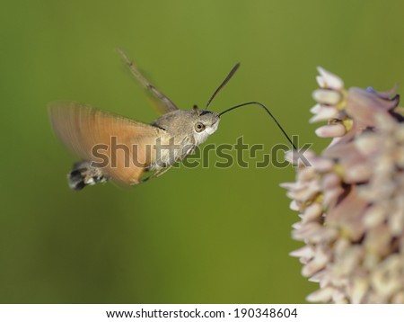 hummingbird hawk-moth