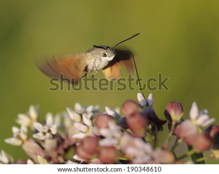 hummingbird hawk-moth 