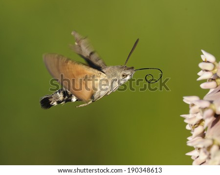 hummingbird hawk-moth 