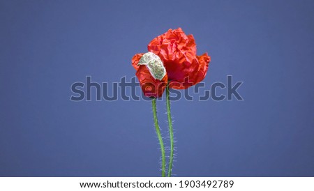 Red flower with blue sky background, red flower wallpaper, summer flower wallpaper, flower background