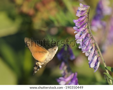 hummingbird hawkmoth [Macroglossum stellatarum]