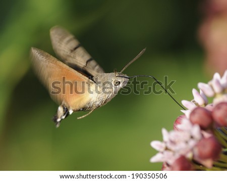 hummingbird hawkmoth [Macroglossum stellatarum]