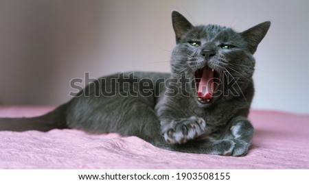 Grey cat yawning so cute sloth sleep