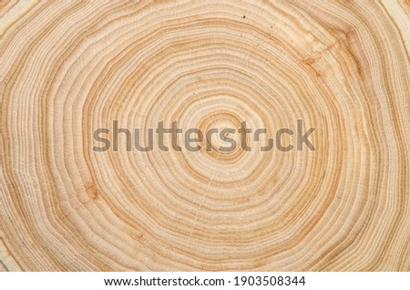 Cross section of a cut wood tree trunk slice with wavy pattern cracks and rings sawed down from the woods Royalty-Free Stock Photo #1903508344