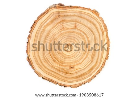 Cross section of a cut wood tree trunk slice with wavy pattern cracks and rings sawed down from the woods Royalty-Free Stock Photo #1903508617