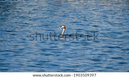 Grebe duck with fish in its beak on the water surface