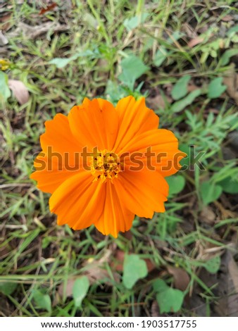 gracefully a single orange flower