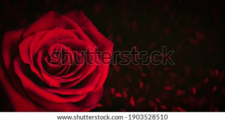 Red rose on dark background with blurred hearts.