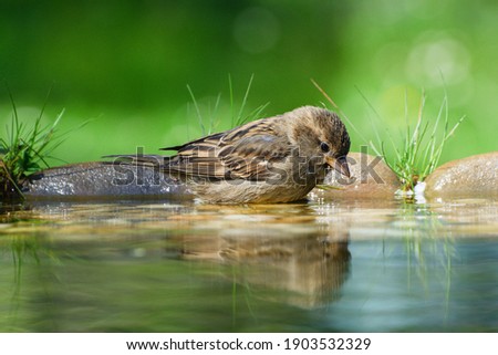 Young tree sparrow (Passer montanus) in the water of a bird's waterhole. Czechia. Europe.