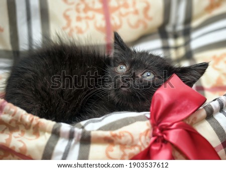 cute little black kitten gift with bow
