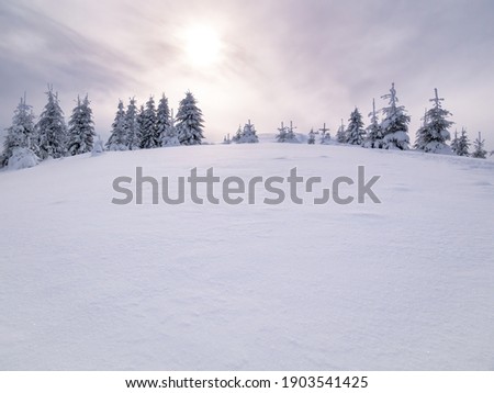 Winter landscape with pine trees covered with fresh white snow and the sunlight shining. Carpathian Mountains in Romania
