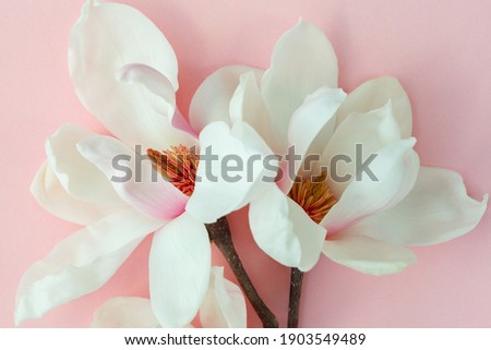 beautiful white magnolia flowers isolated on pink, floral background, still life 
