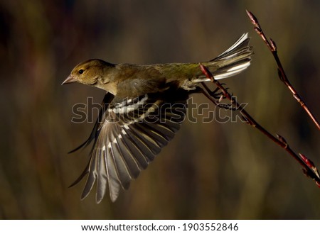 Female Chaffinch launching itself in to the air