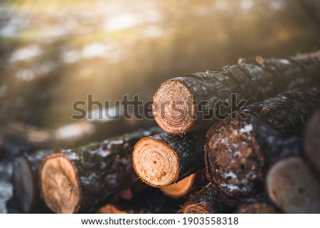 Log trunks pine pile, the logging timber forest wood industry. Banner of wood trunks timber harvesting in forest. Pine log closeup by sunset.