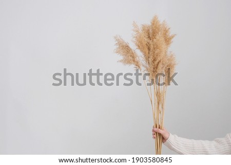 woman hand holds the pampas grass. Reed Plume Stem, Dried Pampas Grass, Decorative Feather Flower Arrangement for Home, New Trendy Home Decor. Royalty-Free Stock Photo #1903580845