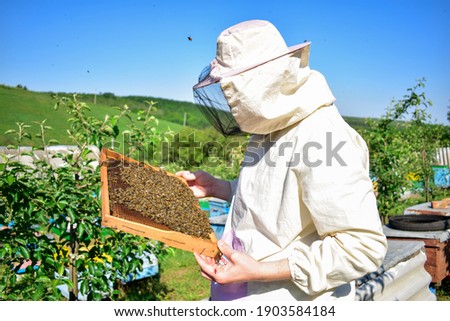 The beekeeper holds in his hand the frame full of bees, looks at it, analyzes it. Beekeeper working on apiary. Bee business
