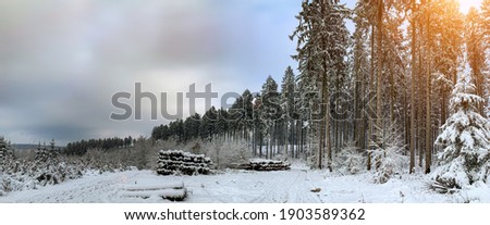 Fairy-tale Wintrer landscape. snow covered tree in a forest on a calm day.