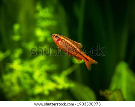 A cherry barb (Puntius titteya) isolated on a fish tank with blurred background