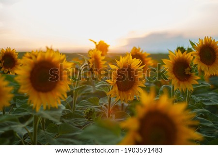 Sunflower beautiful landscape floral plant
