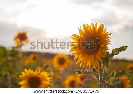 Sunflower beautiful landscape floral sunshine