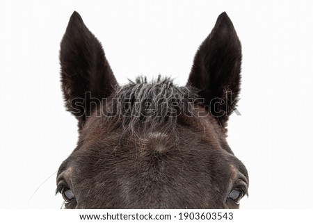 top of horse head against white background