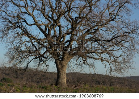 a huge tree with many branches