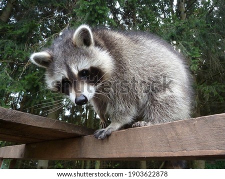 Cute Young Raccoon In The Green Garden.