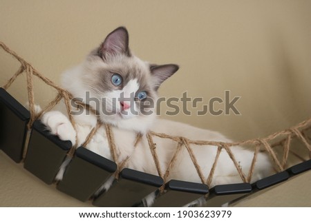 Felix Ragdoll Cat Bridge Picture